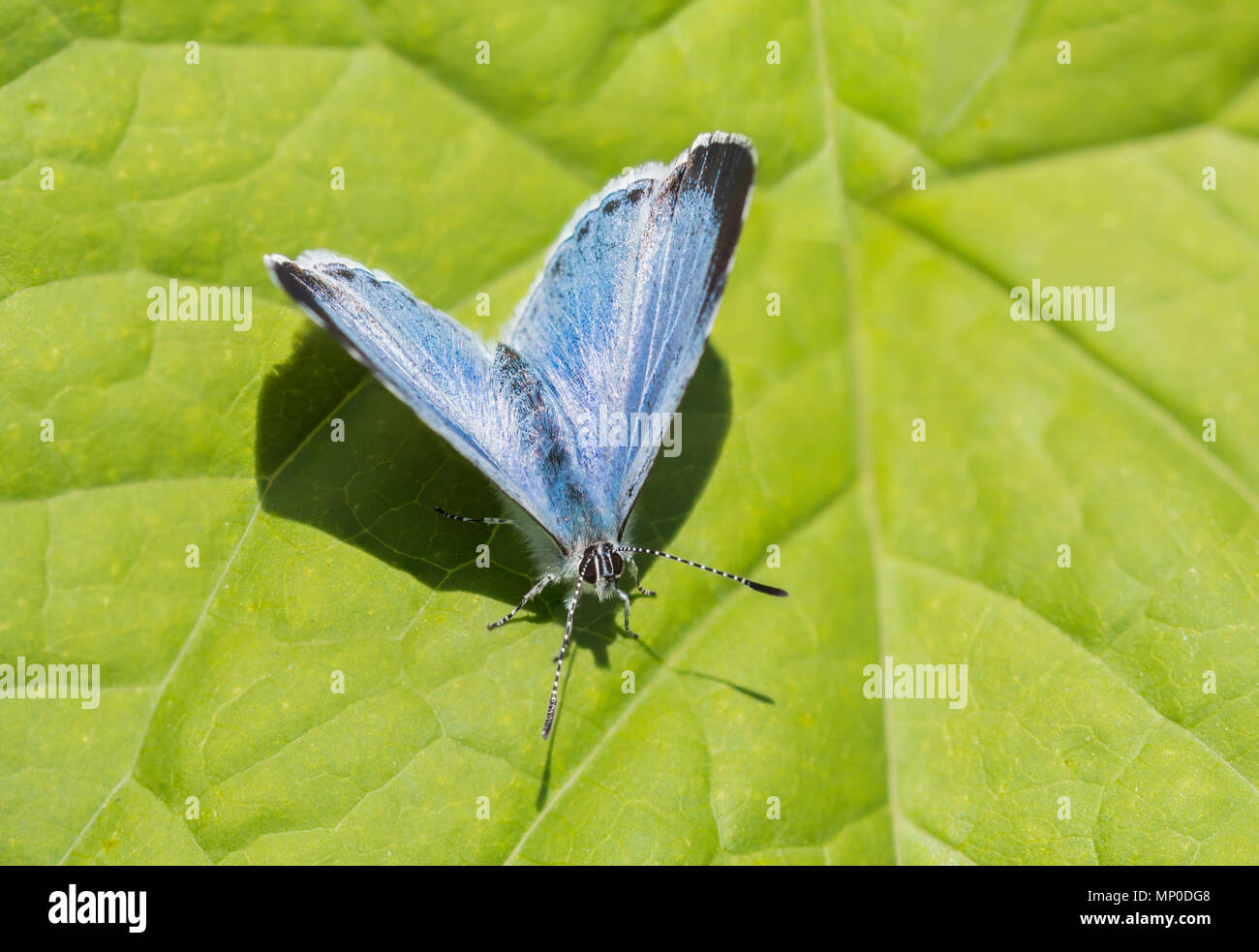 Kleine Holly Blue Butterfly (Celastrina Argiolus) auf einem grünen Blatt in Südengland, Großbritannien nieder. Stockfoto