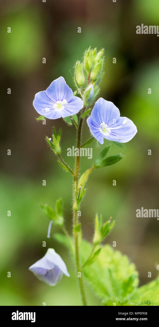 Speedwell Pflanze in Blüte Stockfoto