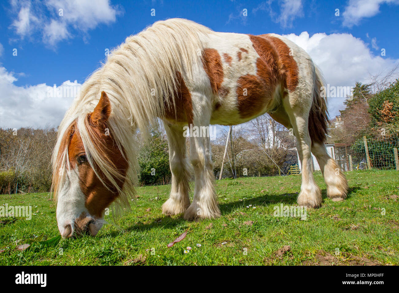 Pferde grasen auf Feld Stockfoto