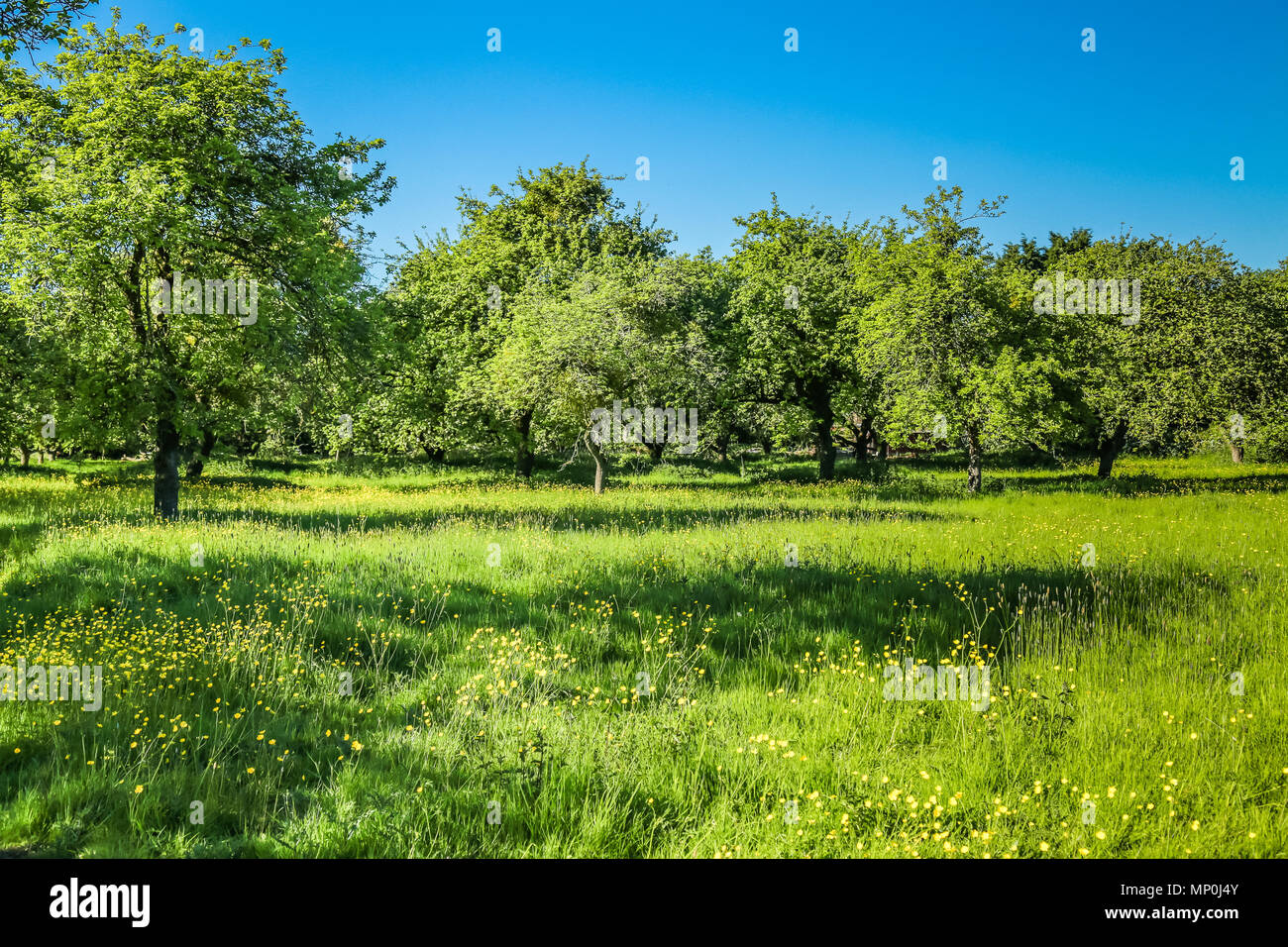 Eine alte Apfelwein Apple Orchard in der Nähe der Malvern Hills in Worcestershire Stockfoto