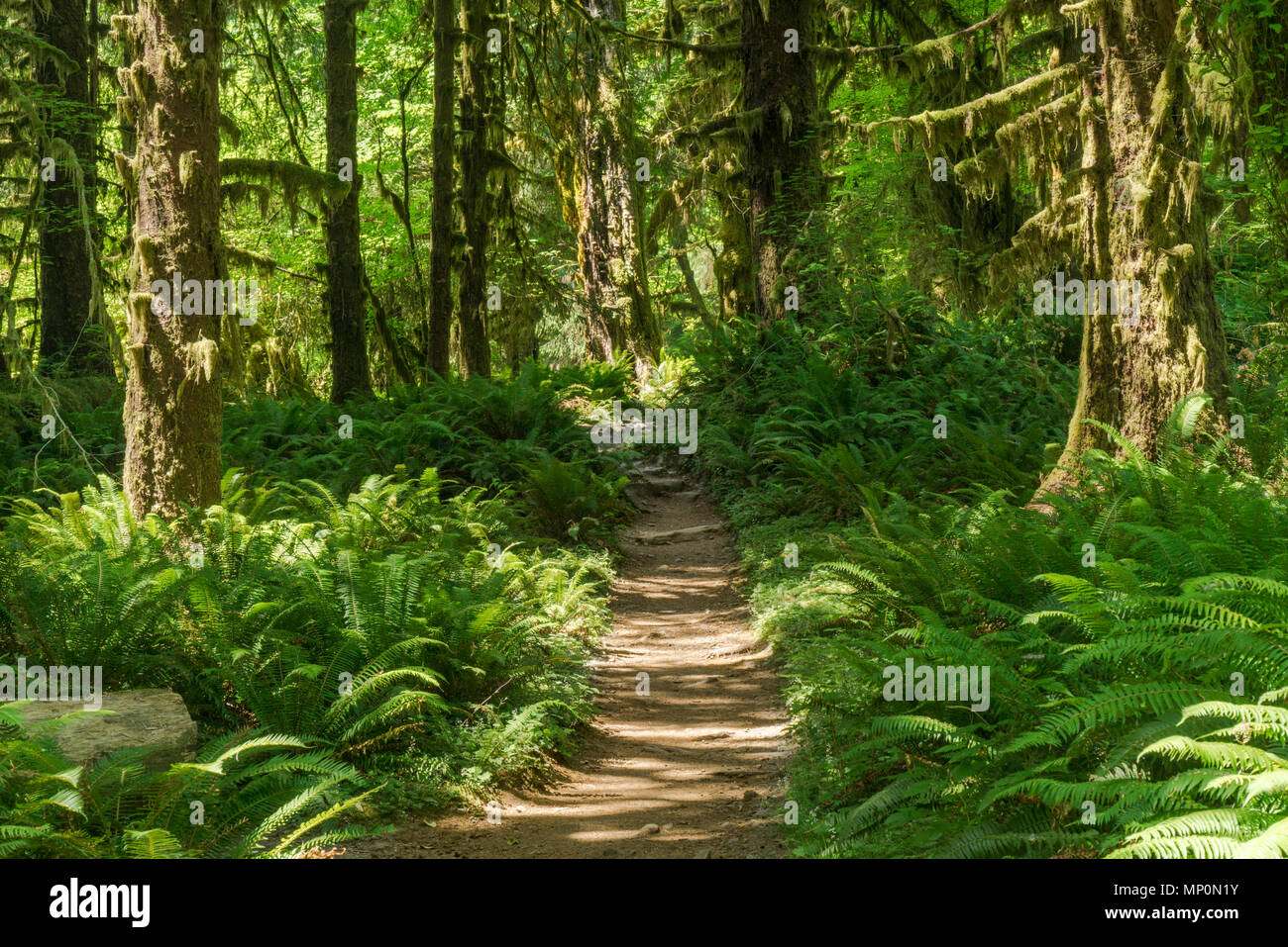 Trail in den Hoh Regenwald der Olympic National Park. Stockfoto