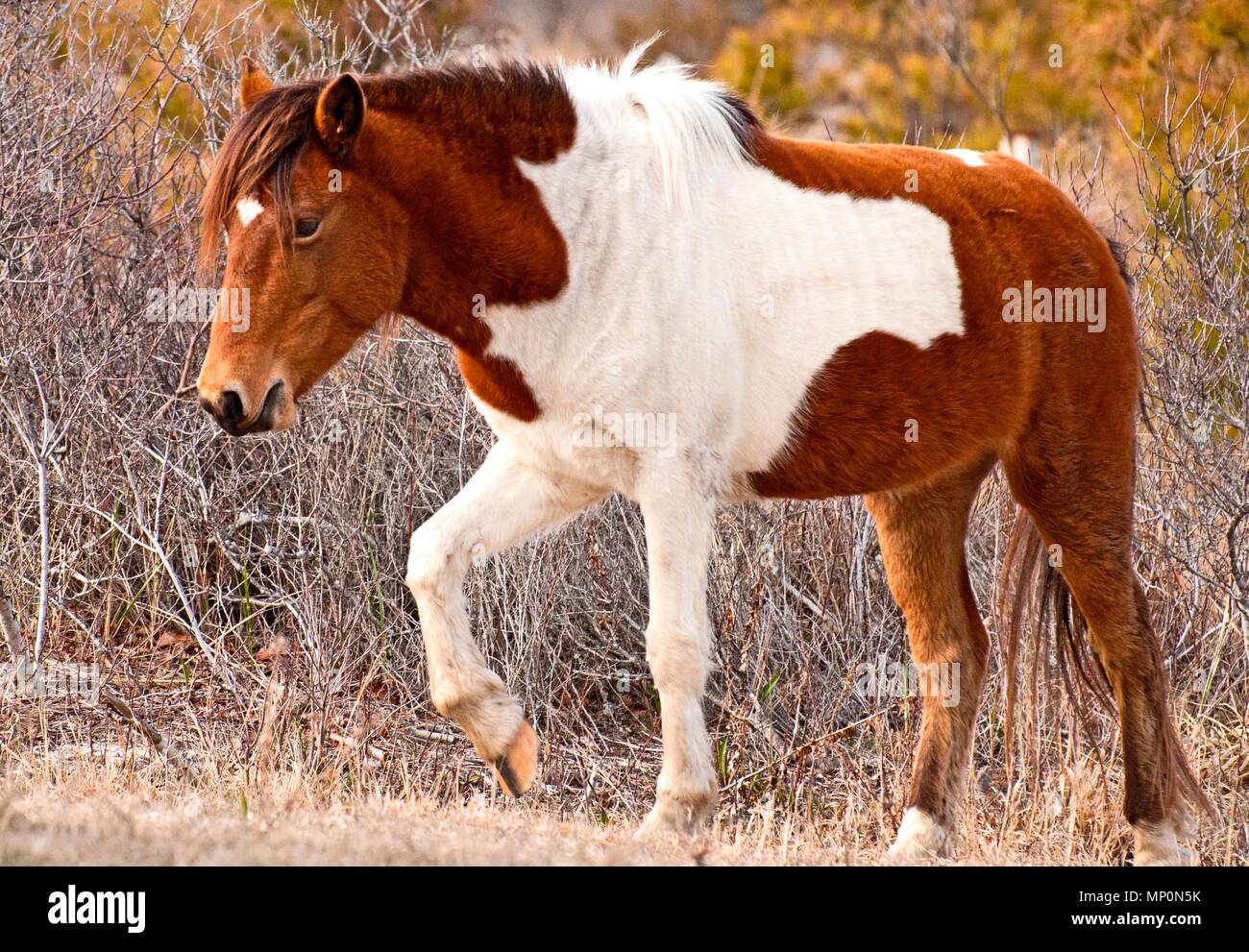 Dies ist ein wildes Pferd in einer schützenden Assateague Island, United States National Park. Stockfoto