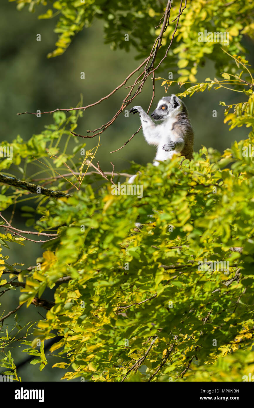 Ring-tailed Lemur - Lemur catta, schöne Lemur von Süden Madagaskars Wälder. Stockfoto