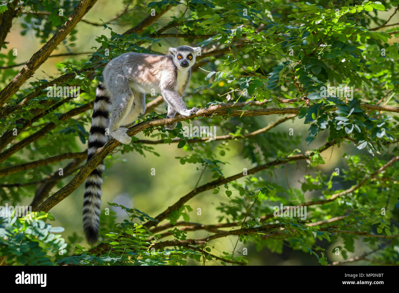 Ring-tailed Lemur - Lemur catta, schöne Lemur von Süden Madagaskars Wälder. Stockfoto