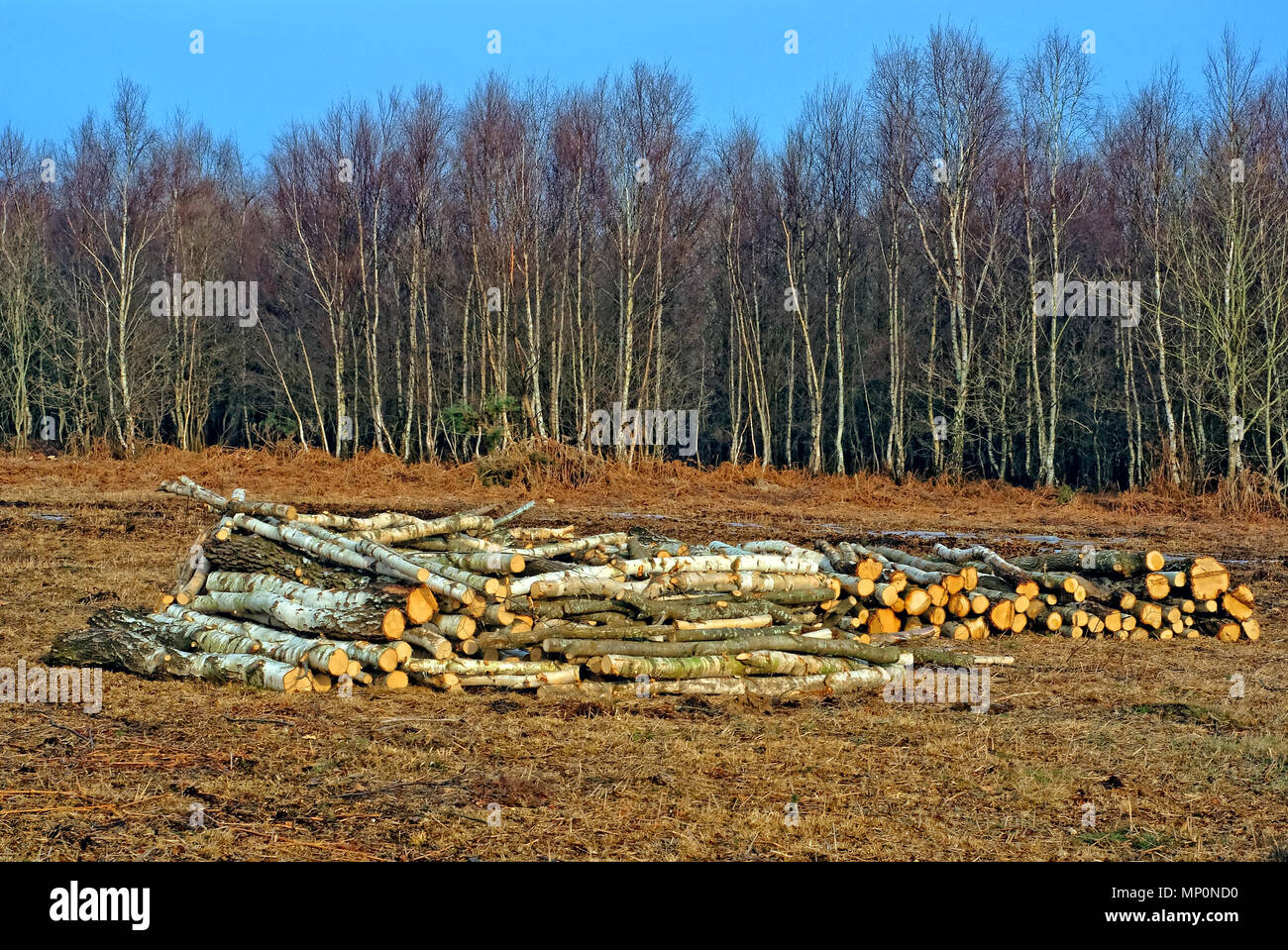 Ein Haufen von Protokollen Stockfoto