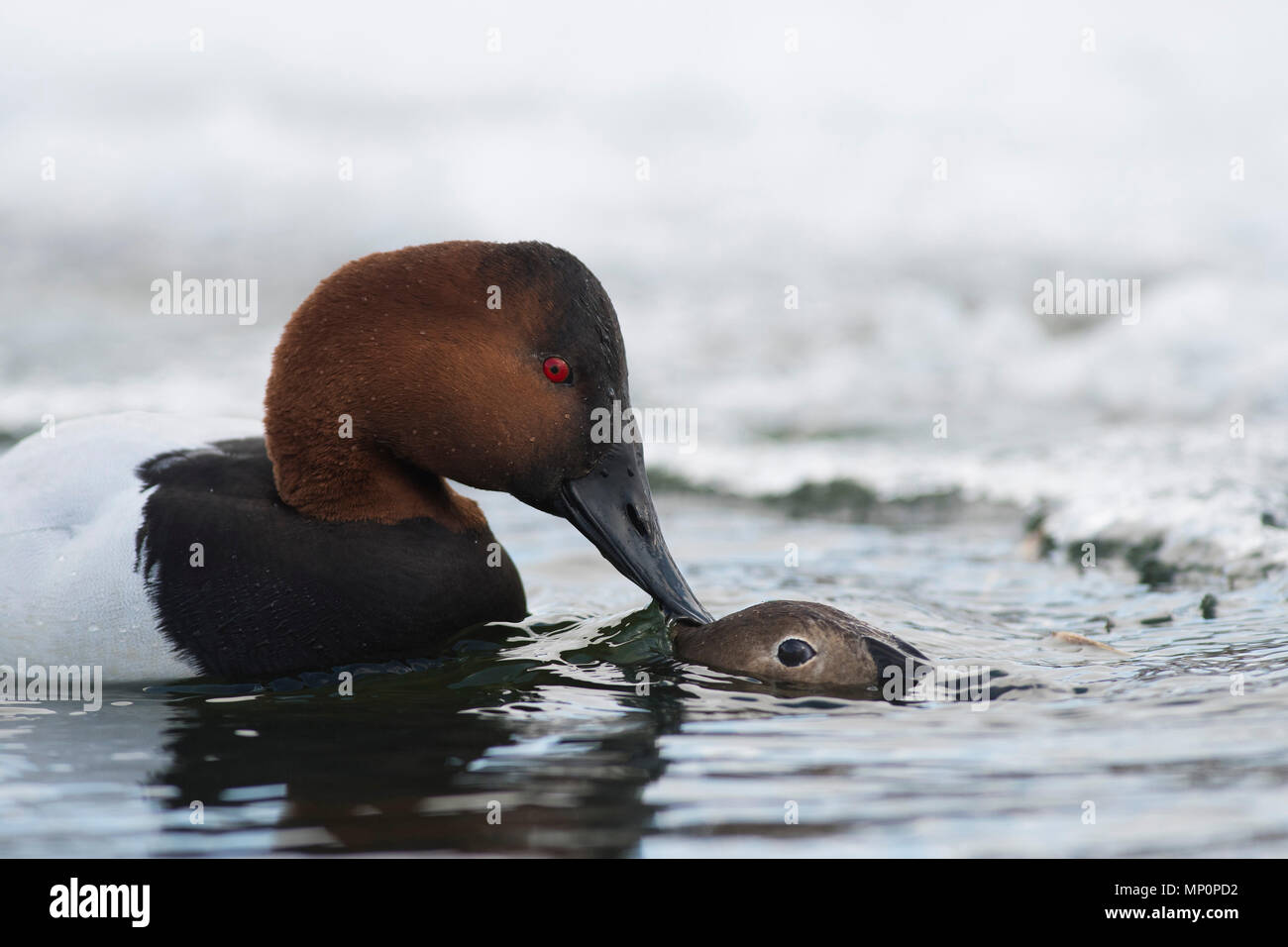 Paar fo Canvasback im Frühjahr Stockfoto