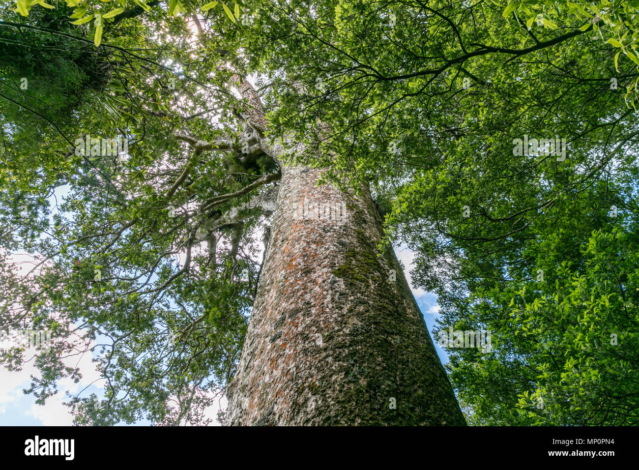Riesiger Kauri Baum in Neuseeland Stockfoto