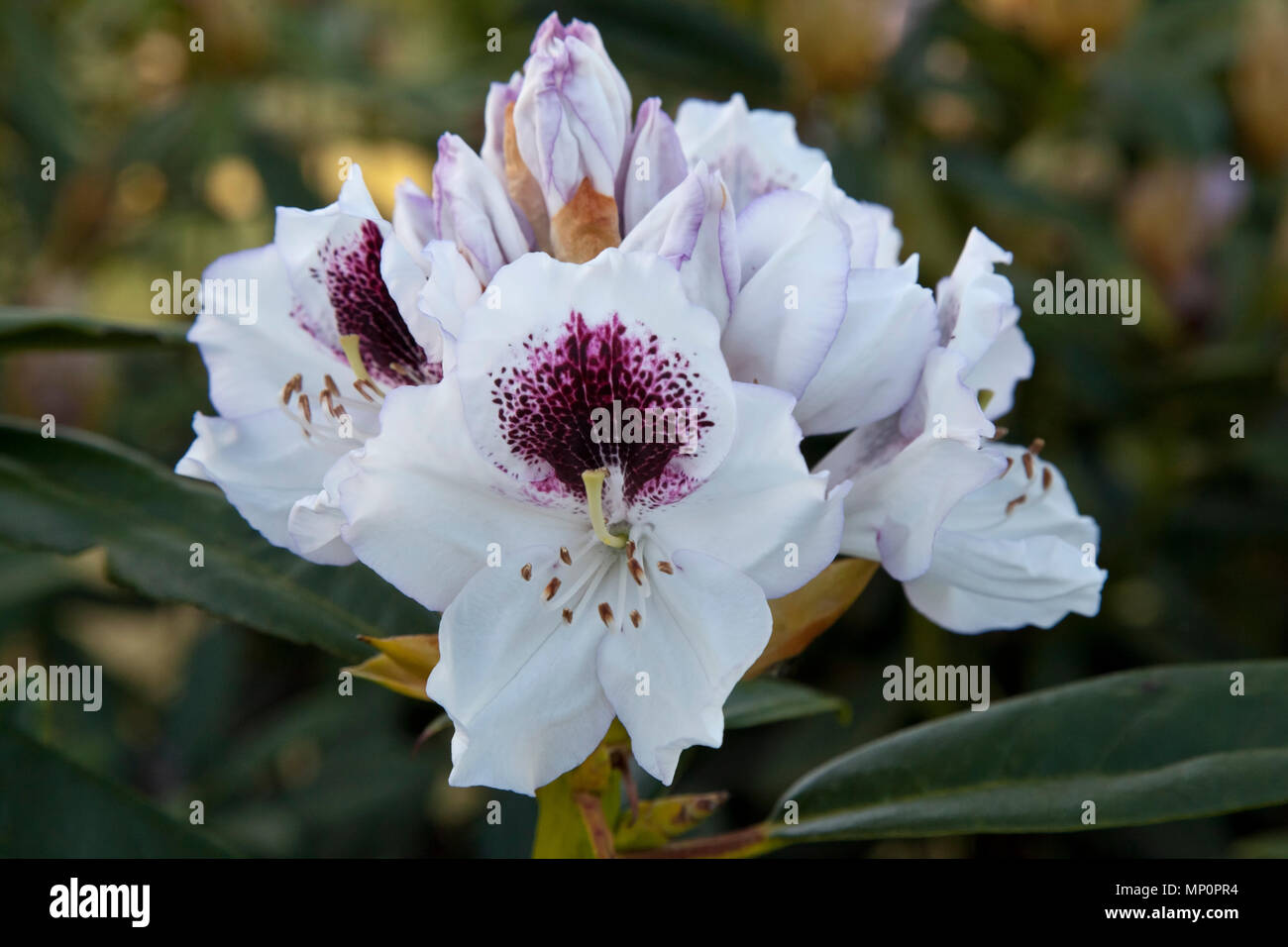Rhododendron-Blüten Stockfoto