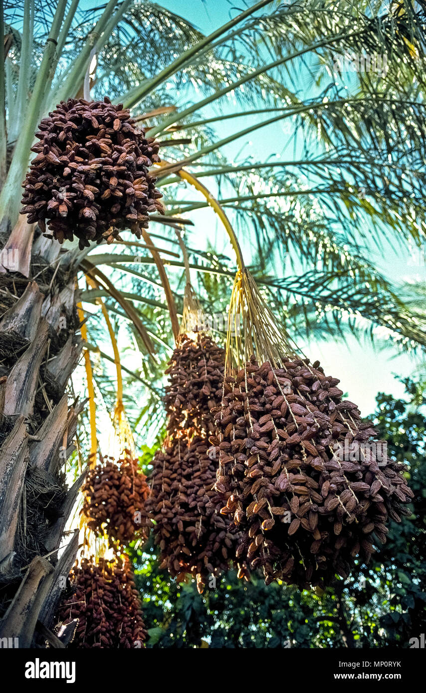 Trauben reif zur Ernte bereit Termine hängen von den Gipfeln der Hohen Datum Palmen im Coachella Valley in der Nähe von Palm Springs in Kalifornien, USA. Hier wachsen Thoory Termine, auch als 'Brot Termine', weil sie trockener und chewier als die anderen Sorten bekannt. Dattelpalmen wurden für den Bereich, in den 1890er Jahren geführt hat, und diese Wüste Tal bietet nun 90 Prozent der Ernte der Welt. Ein paar der 350 Datum Züchter im Coachella Valley haben Ihre datum Bauernhöfe zu Besucher für Führungen und Verkostungen der köstlichen Frucht geöffnet. Stockfoto