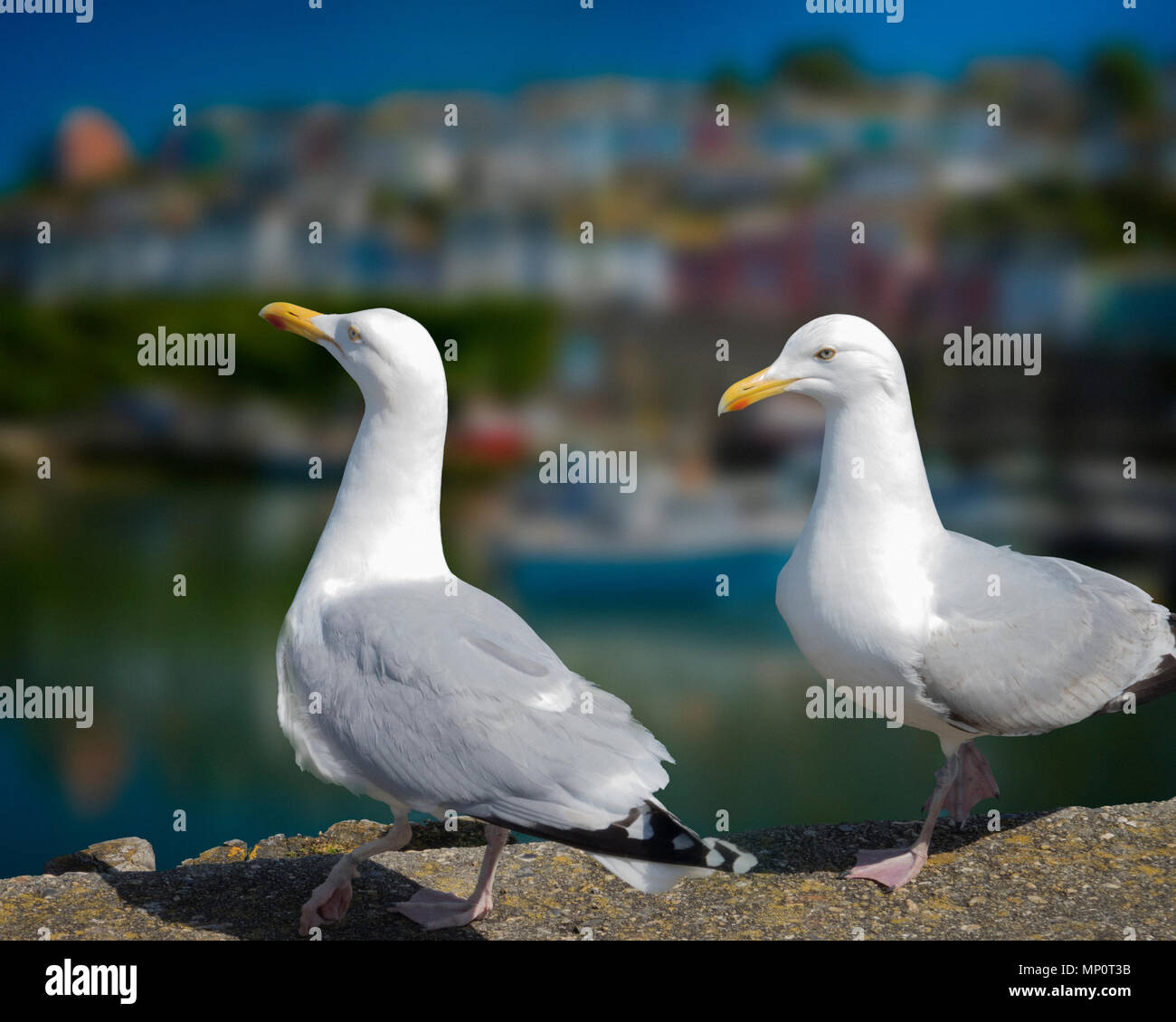 Tierwelt: Europäische Silbermöwen am Hafen von Brixham, Devon, Großbritannien Stockfoto
