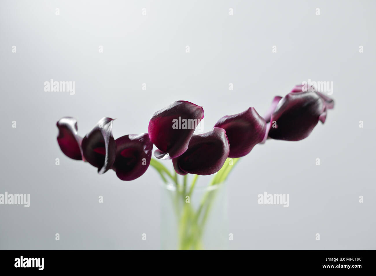 Blumenstrauß aus schwarz Calla lily Blumen in einer Glasvase auf weißem Hintergrund Stockfoto