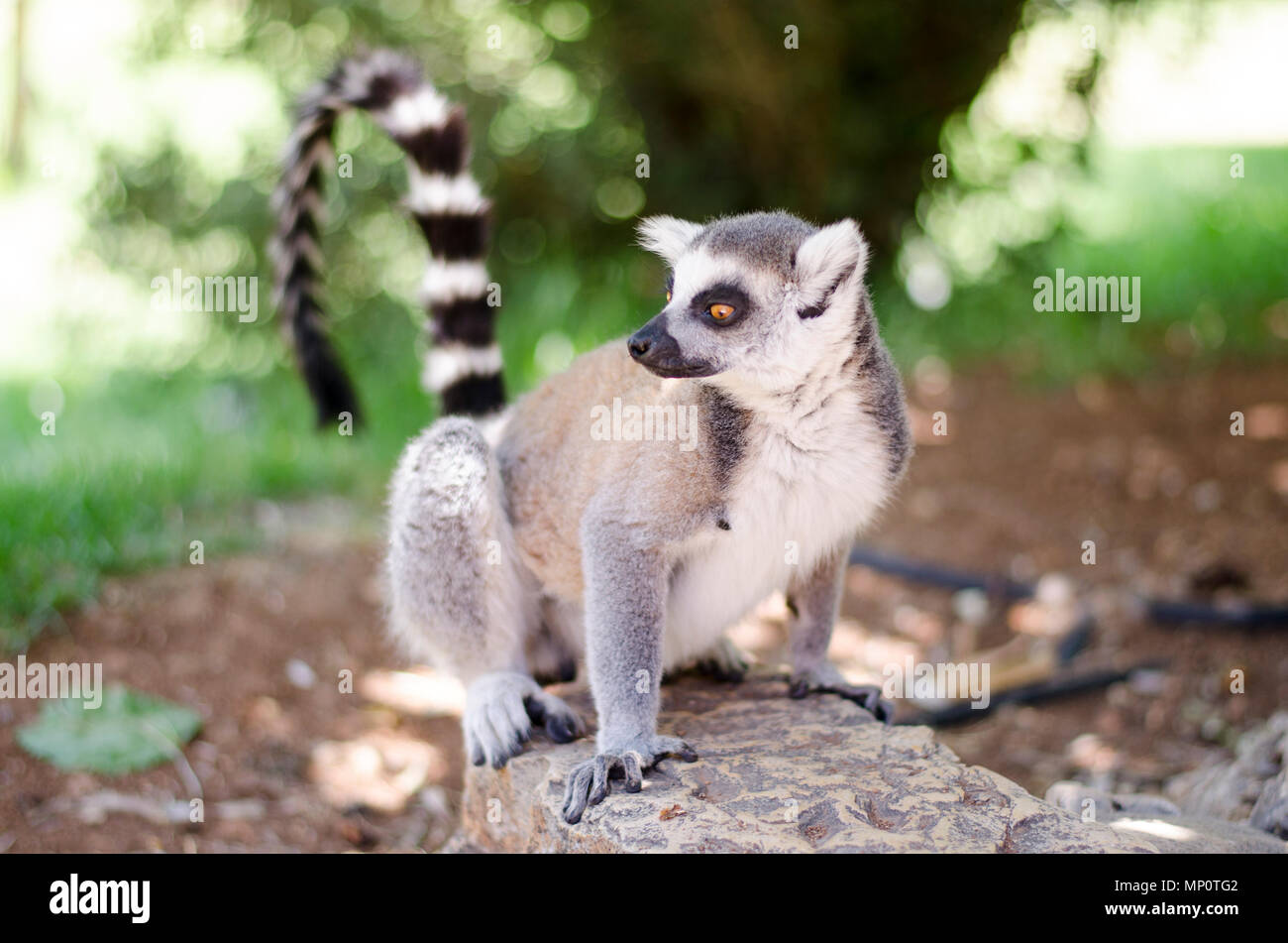 Close-up Portrait von Lemur catta (Ring tailed Lemur) Stockfoto