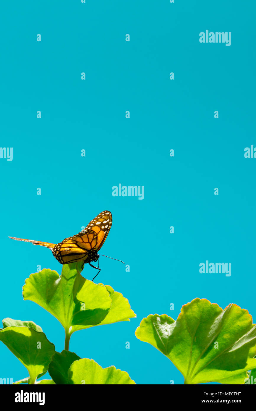 Bild von Orange monarch butterfly sitzen auf Grün geranium Blatt. Stockfoto