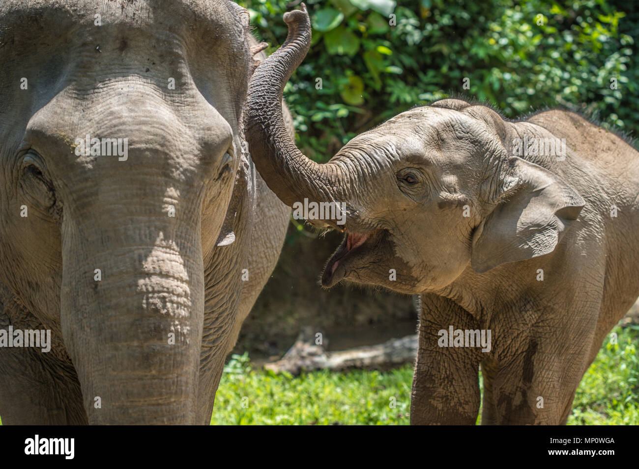 Glucklicher Babyelefant Stockfotos Und Bilder Kaufen Alamy