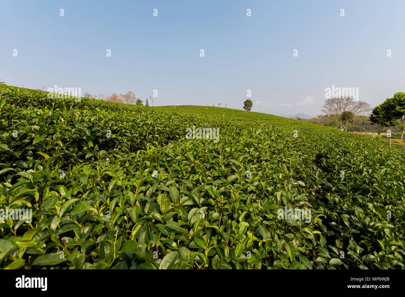 Wunderschöne Aussicht auf Chouifong grüner Tee Plantage in Nord Thailand Chiang Rai in der Nähe der touristischen Stadt genommen. Landwirtschaft in Süd Ost Asien. Stockfoto