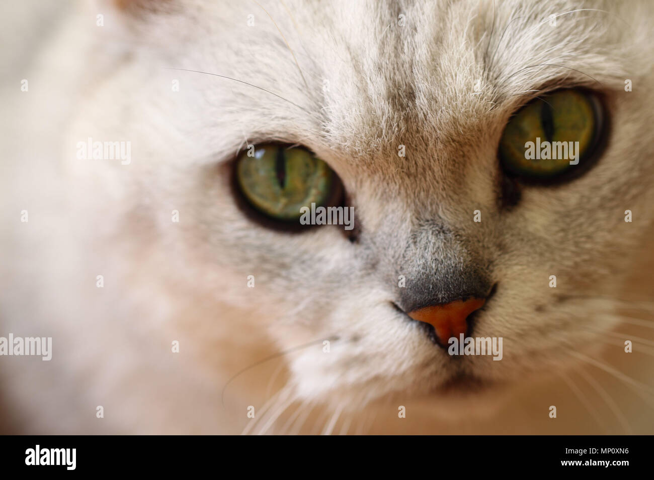 Nase closeup Foto mit den Augen der Farbe silber Katze Stockfoto