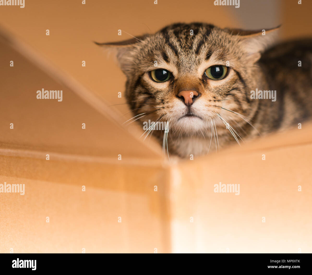 Schöne Katze Versteck spielen und in einem Karton suchen Stockfoto