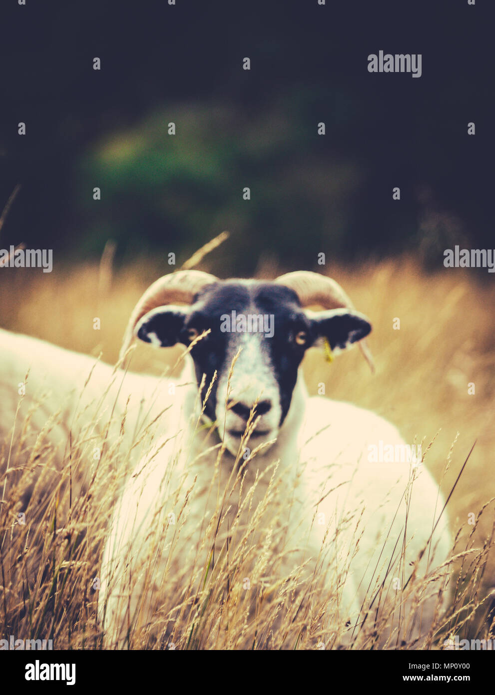 Retro gefilterten Bild eines schottischen Blackface Schaf mit dem Fokus auf Gras In den Vordergrund mit Kopie Raum Stockfoto