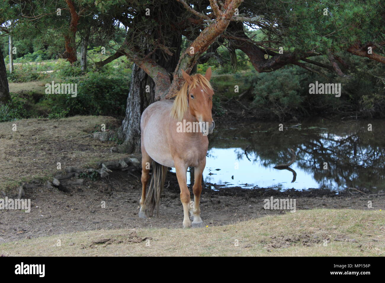 Wild Horse, Front in neuen Wald unter einem Baum Stockfoto