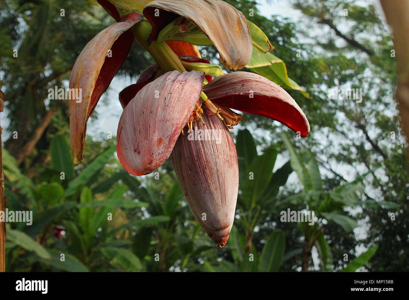 Banane Blume in Khulna, Bangladesh Stockfoto