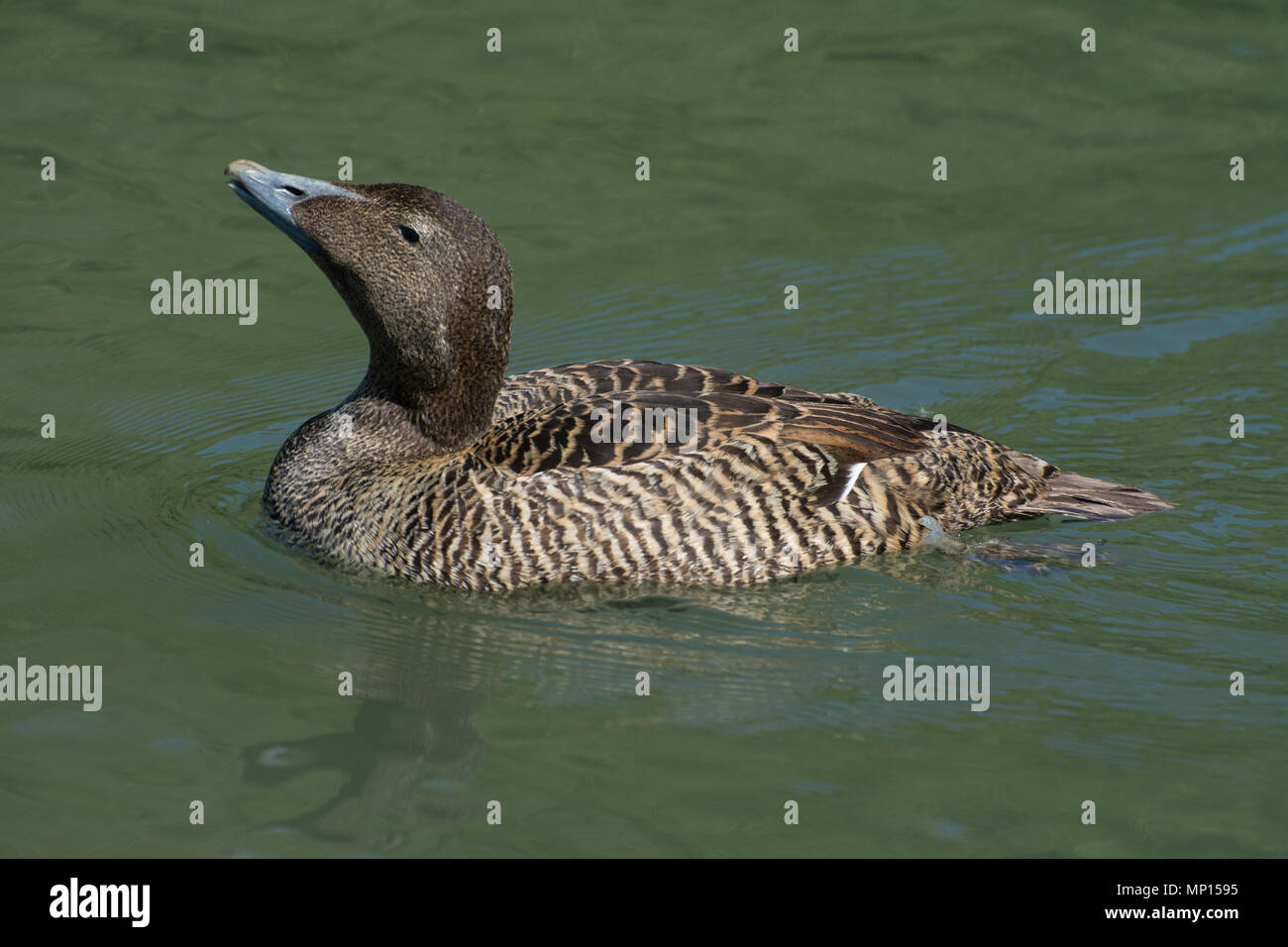 Weibliche eider Duck (Somateria Mollissima) Schwimmen Stockfoto