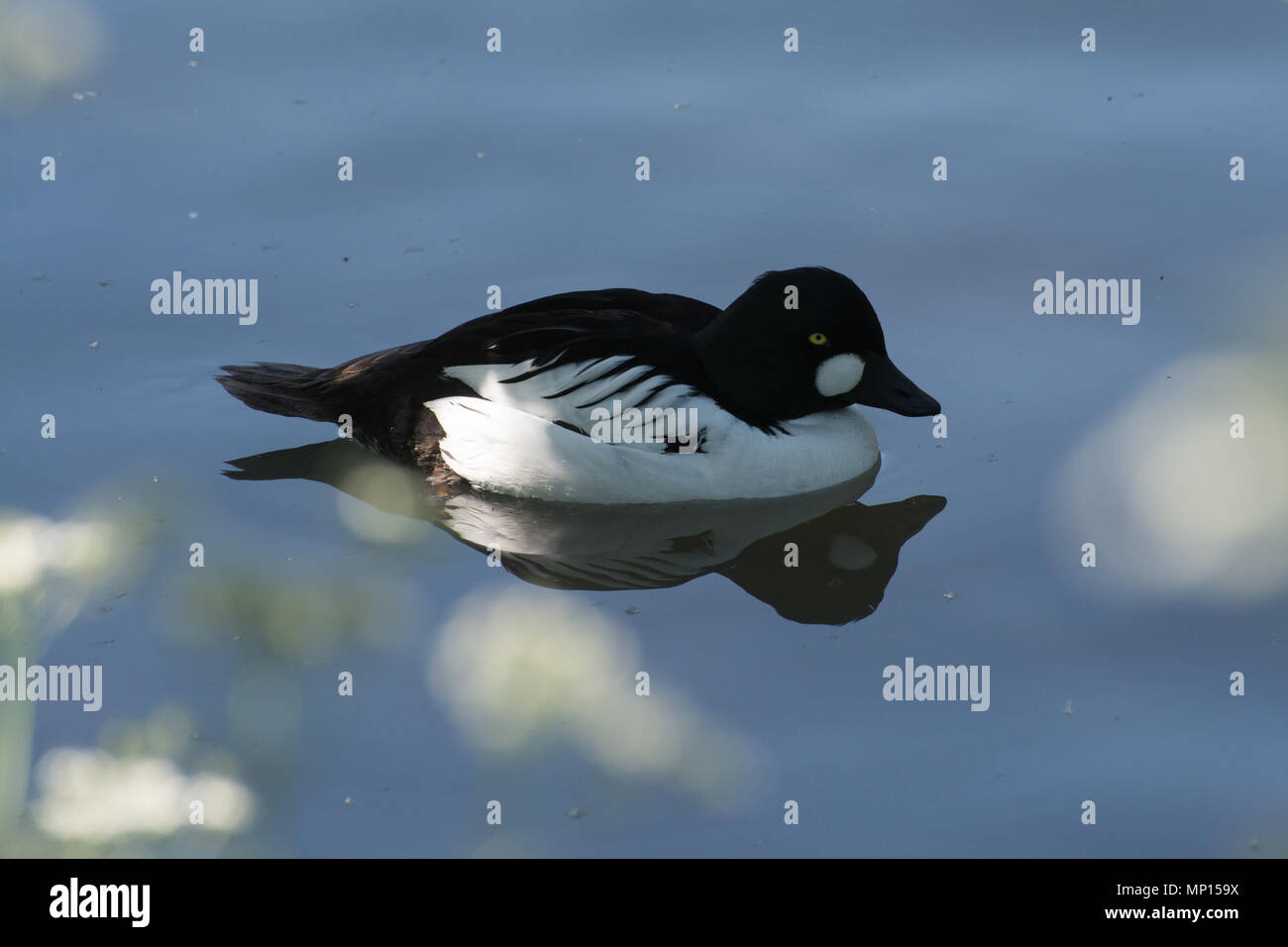 Männliche schellente (Bucephala clangula), eine Ente, Tauchen, Schwimmen Stockfoto