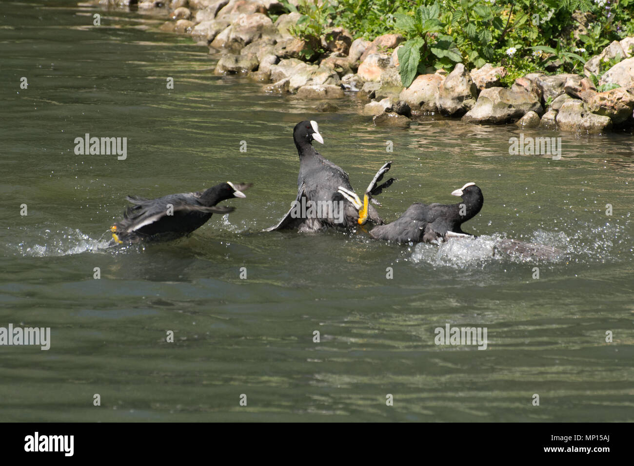 Blässhühner (Fulica Atra) kämpfen Stockfoto