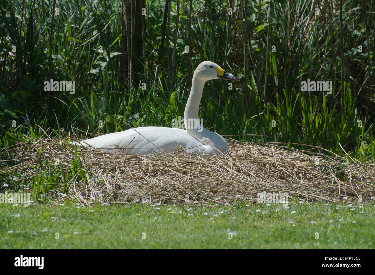 Bewick's Swan sitzen auf ihrem Nest in Arundel Wildvogel und Feuchtgebiete Vertrauen, West Sussex, Großbritannien Stockfoto