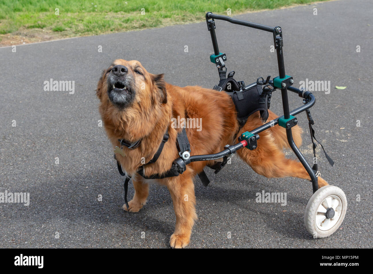 Vierzehn Jahre alten Hund mit Arthritis verwendet eine benutzerdefinierte Gehhilfe mit seiner Mobilität in einem in Cheshire, England, zu unterstützen Stockfotografie - Alamy
