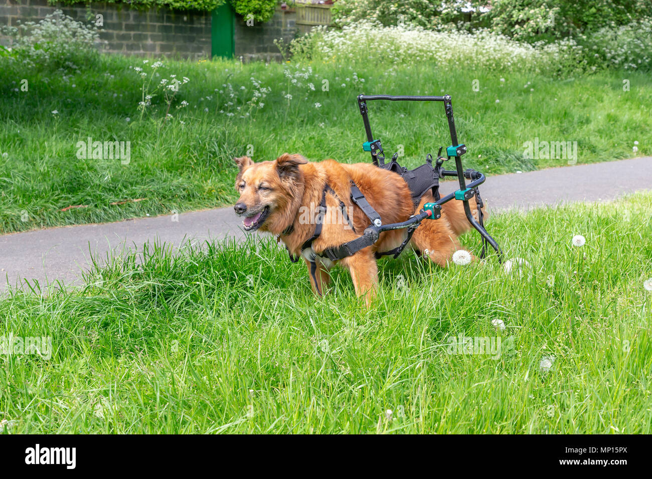 Vierzehn Jahre alten Hund mit Arthritis verwendet eine benutzerdefinierte Gehhilfe mit seiner Mobilität in einem Park in Warrington, Cheshire, England, UK zu unterstützen. Stockfoto