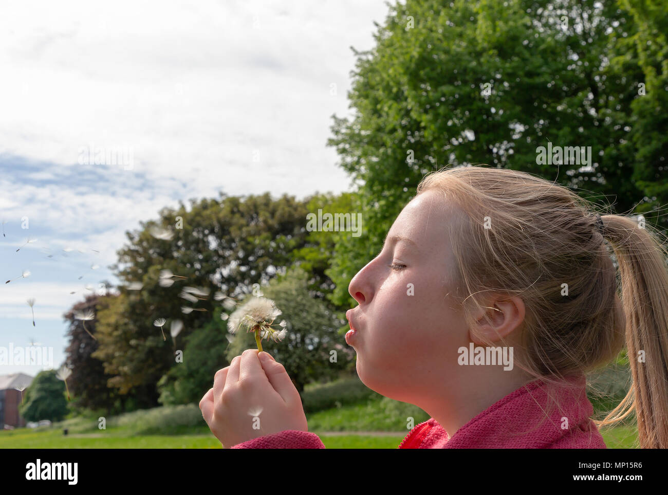 Junges Mädchen mit blonden Haaren und einem Pferdeschwanz bläst die Samen aus einem Löwenzahn Blume Stockfoto