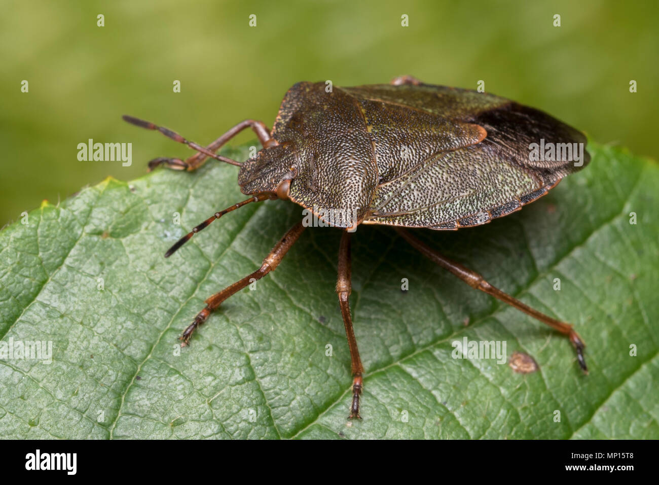 Green Shieldbug (Palomena prasina) im Winter Farben ruht auf dornbusch Blatt. Tipperary, Irland Stockfoto