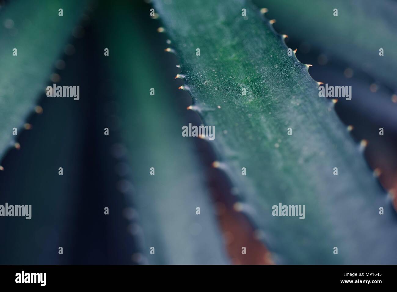 Mexikanische typische Pflanze Sommer Muster, grünen Kaktus, Aloe, saftigen Stockfoto