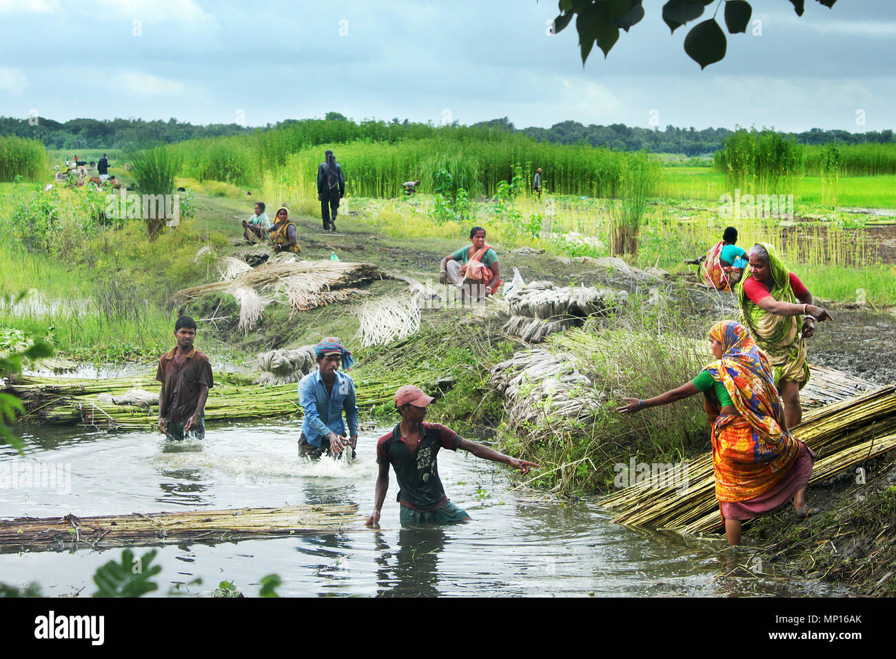 Einige Landwirte Trennung jute Fasern aus Halmen. Narail, Bangladesch. Stockfoto