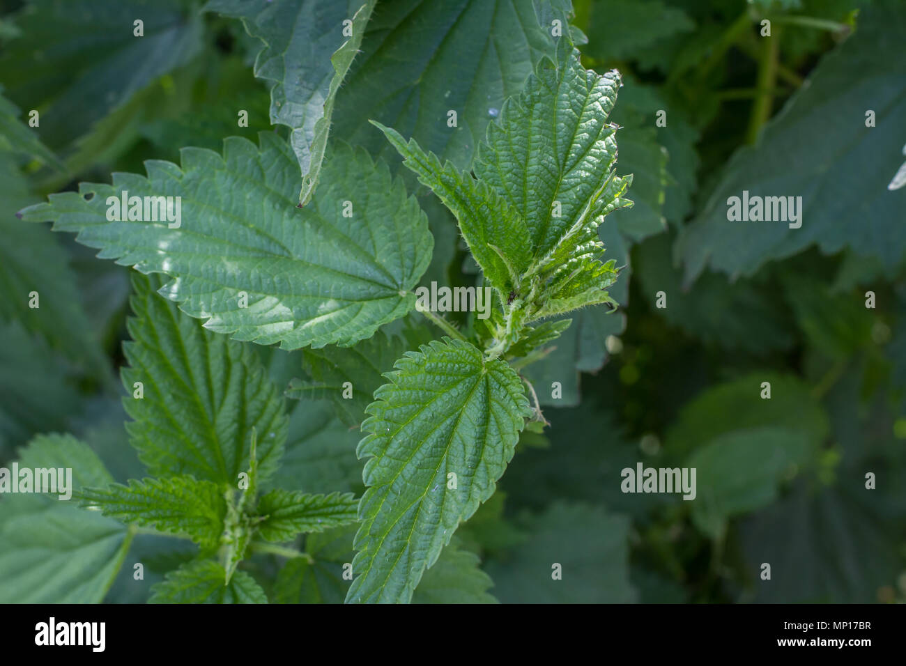 Brennnessel (Urtica) Stockfoto