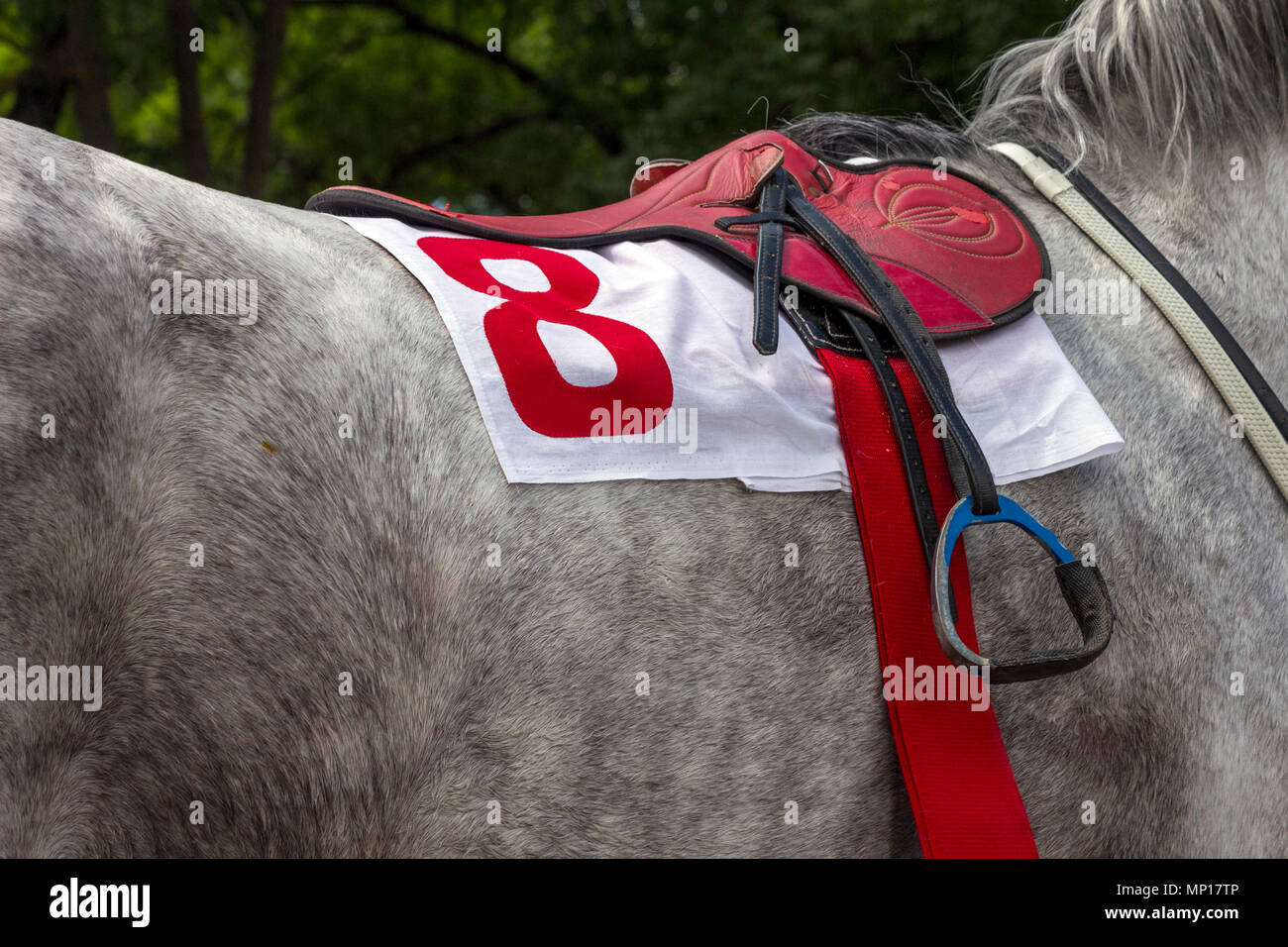 Red Sattel mit der Nummer 8 auf ein graues Pferd. Stockfoto