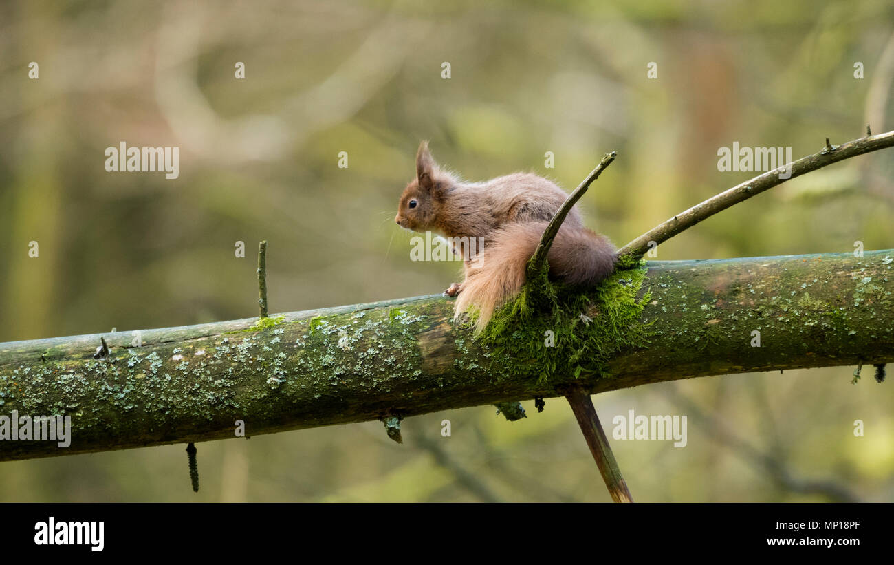 Single, niedliche Eichhörnchen mit buschigem Schwanz sitzt auf einem hohen Ast - Snaizeholme Eichhörnchen Trail, in der Nähe von Hawes, Yorkshire Dales, England, UK. Stockfoto