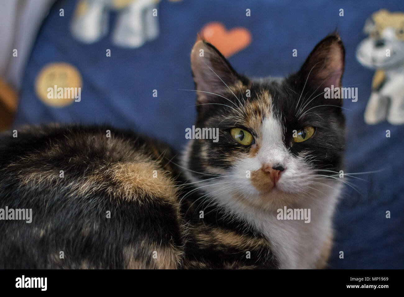 Hauskatze in piebald Farbe liegen auf einem Stuhl im Haus (Felis catus) Stockfoto