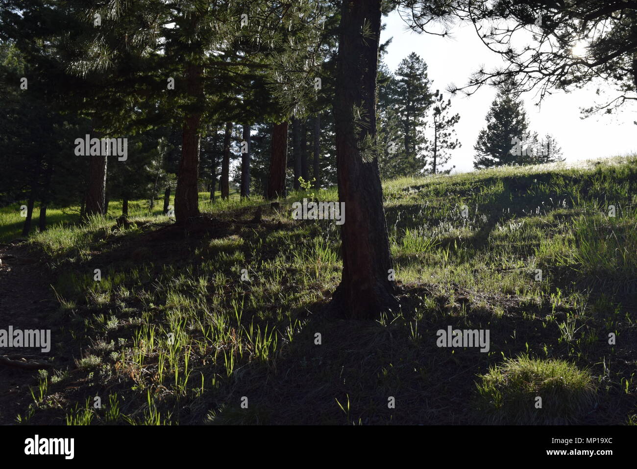 Die Sonne wirft Schatten und beleuchtet die Grashalme im Frühling auf einem Hügel in Colorado. Stockfoto