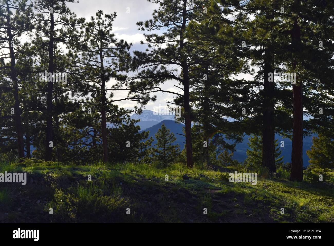 Blick auf die Berge durch Bäume im Frühling Wanderung in Colorado sichtbar. Stockfoto