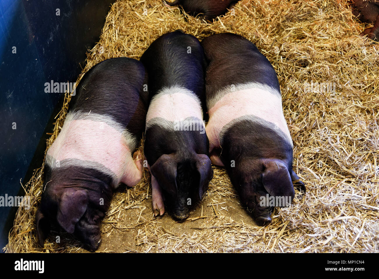 Drei Saddleback Ferkel schlafend in den Schweinestall von Chatsworth House, Bakewell, Derbyshire Stockfoto