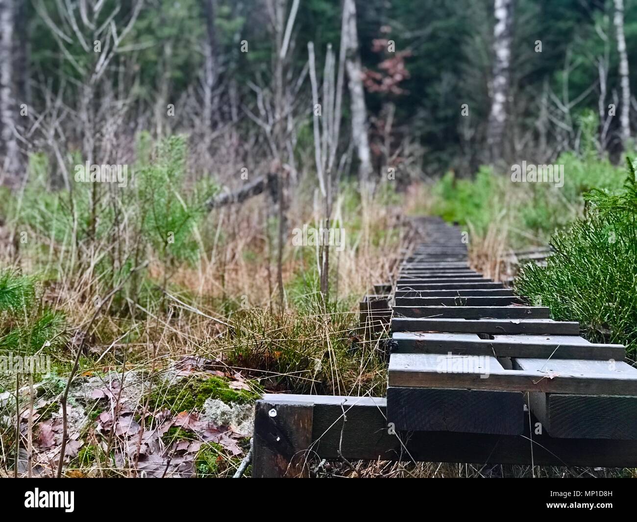 Wanderweg der Laufbelag durch ein Moor in Schweden Stockfoto