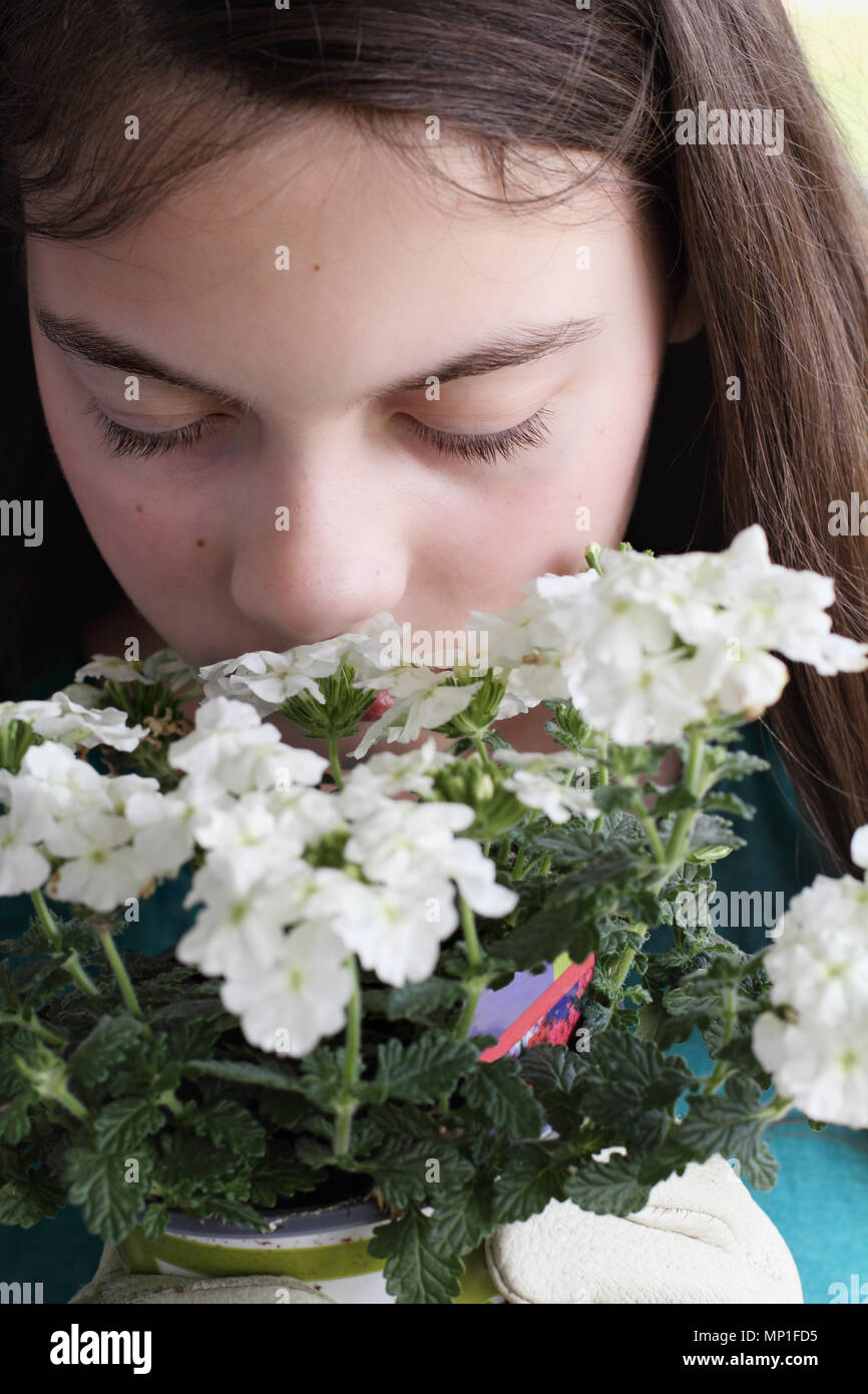 Junge Teen Girl riechen einen Topf mit weißen Blumen Eisenkraut. Stockfoto