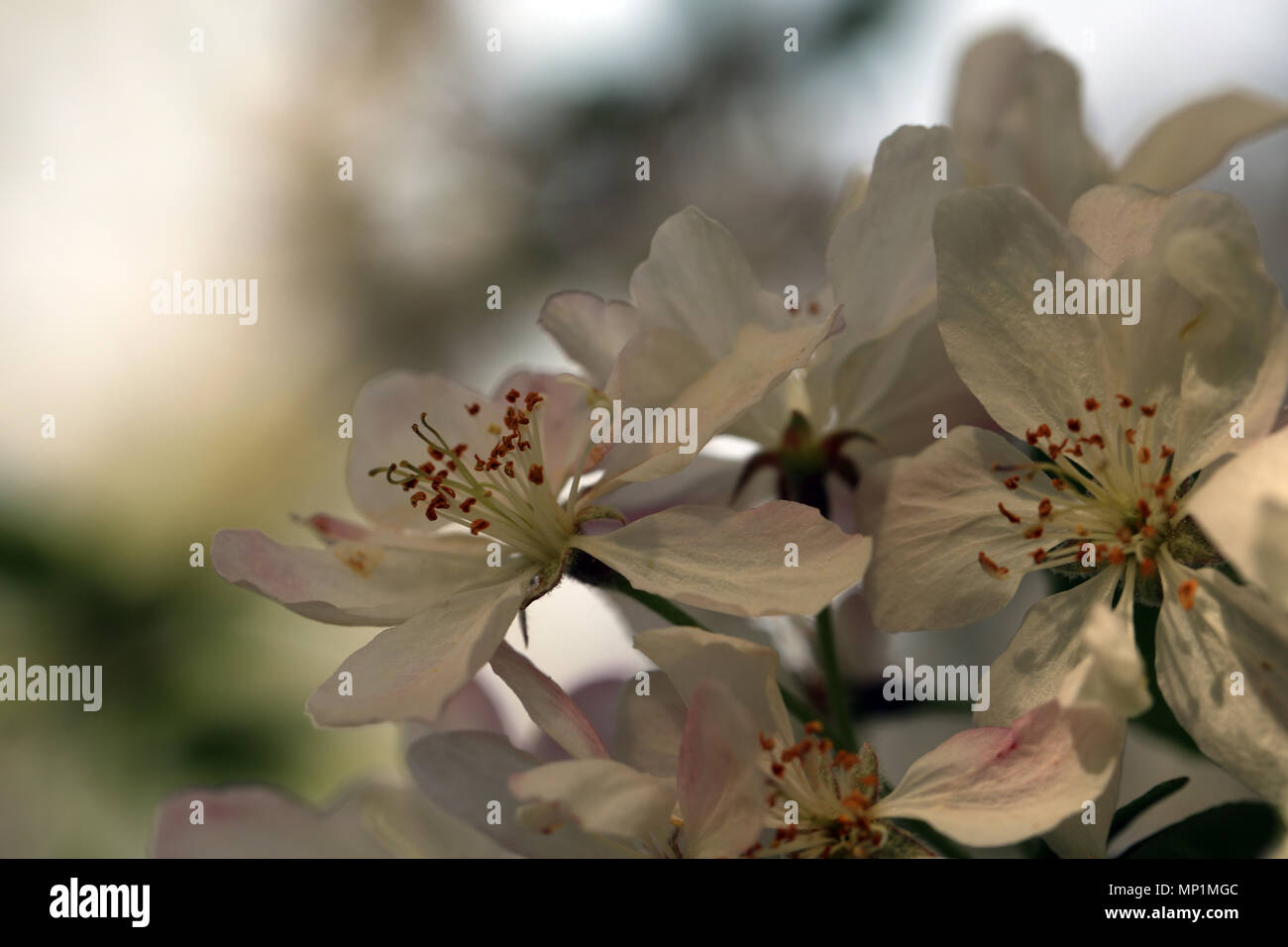 Frucht Baum Blüte Stockfoto