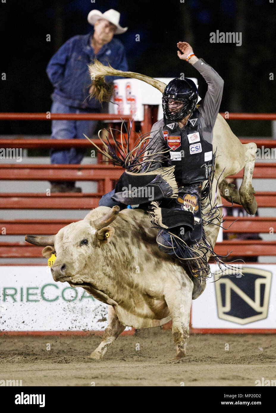 Surrey, British Columbia, Kanada. 19 Mai, 2018. Ein Cowboy konkurriert in den Stier reiten Kategorie an der 72nd Cloverdale Rodeo und 130 Country Fair am 19. Mai in Surrey, BC, Kanada 2018. Credit: Andrew Kinn/ZUMA Draht/ZUMAPRESS.com/Alamy leben Nachrichten Stockfoto