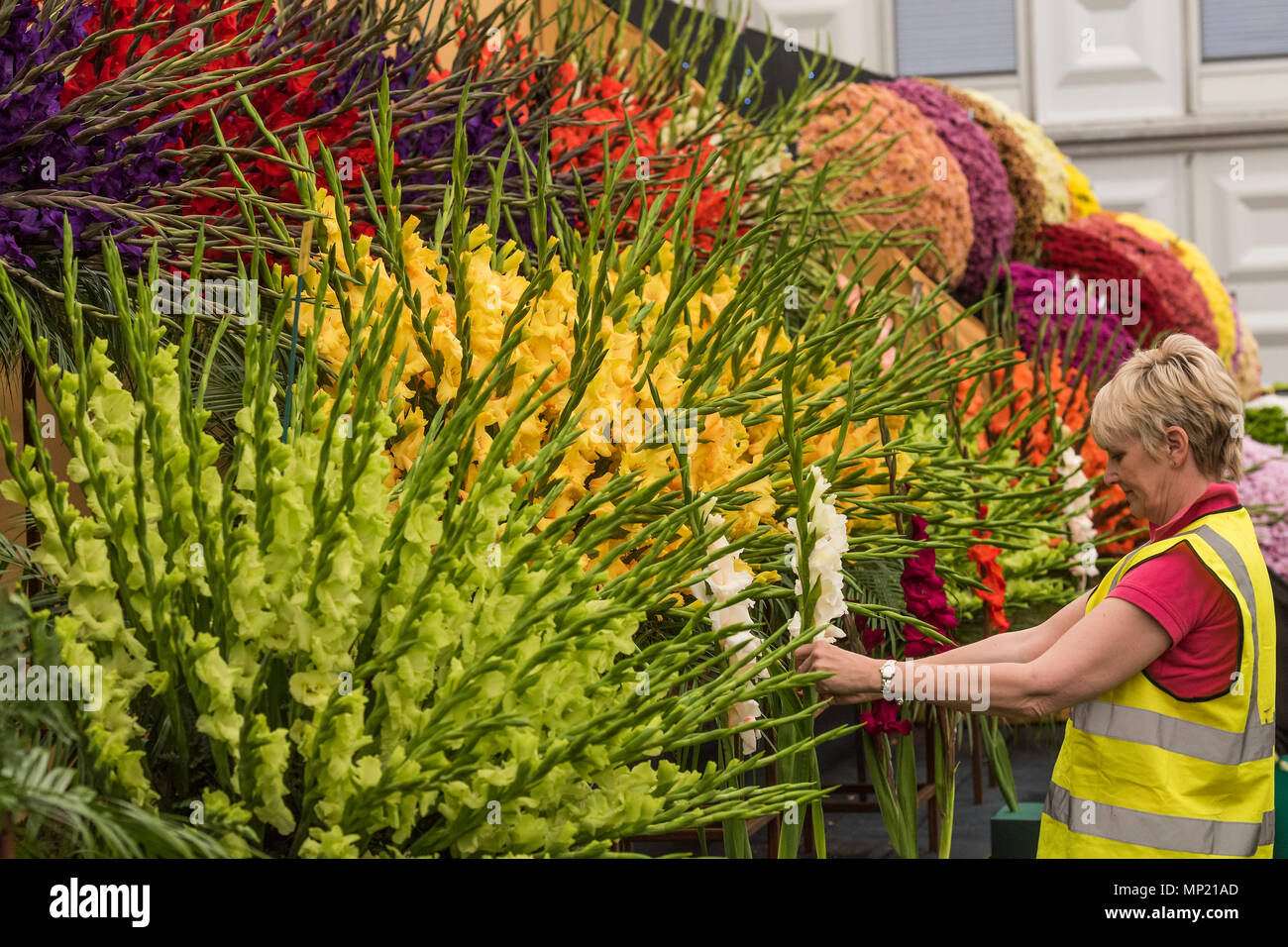 London, Großbritannien. 20. Mai 2018. Gladiolen von Fasan Acre Pflanzen - Die RHS Chelsea Flower Show im Royal Hospital, Chelsea. Credit: Guy Bell/Alamy leben Nachrichten Stockfoto