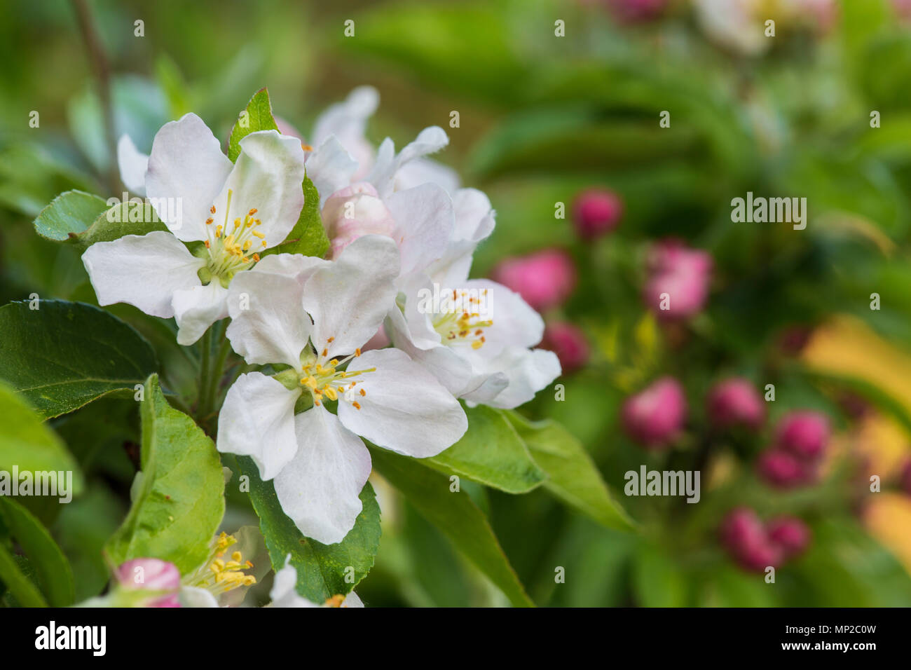 Crabapple, Malus sylvestris, Blossom, Mai, Monmouthshire, Wales, Großbritannien Stockfoto