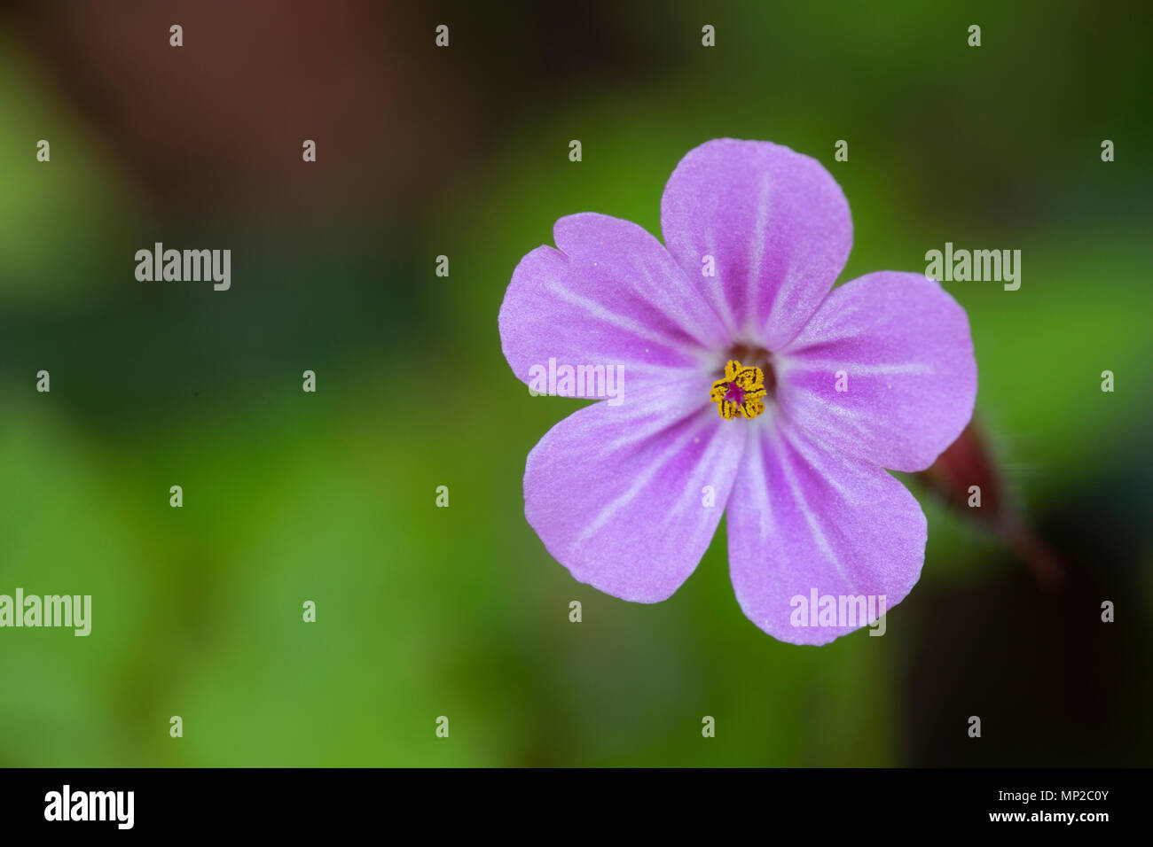 Kraut Robert, Geranium robertianum, Blume, Monmouthshire, Wales, Großbritannien Stockfoto