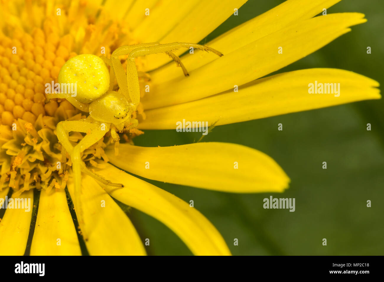Goldrute Crab Spider, Misumena vatia, gelbe Form, in gelbe Blume