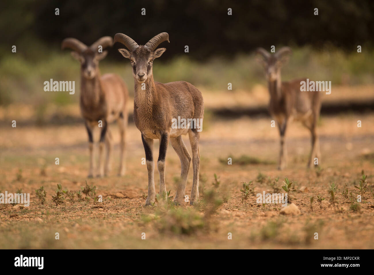 Europäischer Mufflon (Ovis orientalis Musimon) drei Junge Widder Stockfoto